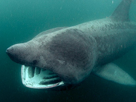 Basking Shark