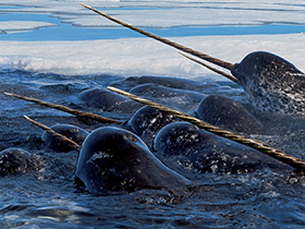 Narwhals