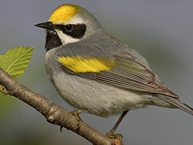 Warbler